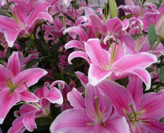 百合花花语,代表着纯洁、热烈的爱、永远的幸福