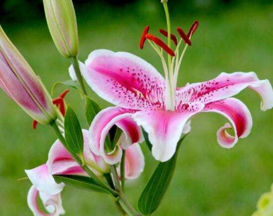 百合花花语,代表着纯洁、热烈的爱、永远的幸福