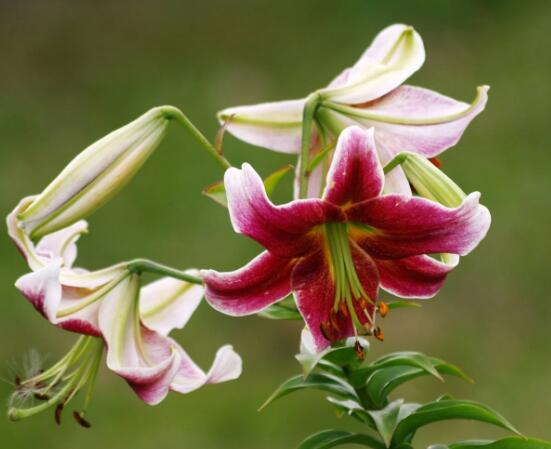 百合花花语,代表着纯洁、热烈的爱、永远的幸福