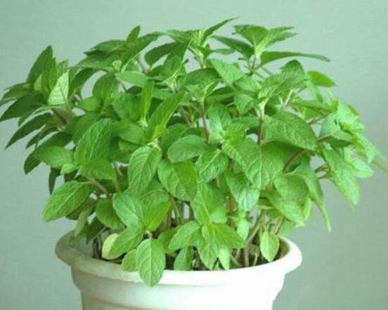碰碰香和薄荷的区别,解析一眼就能分辨出的两种方法