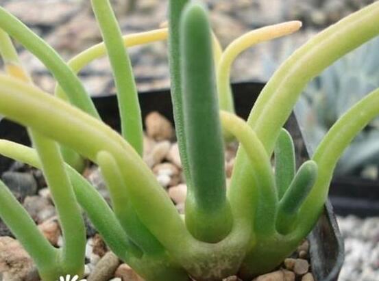 碧光环种植方法,择健康种子、保水保肥土壤/浅盆为主