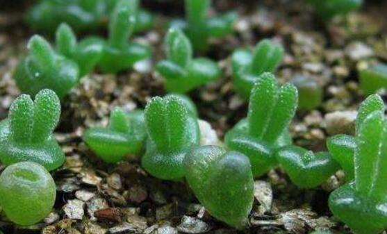 碧光环种植方法,择健康种子、保水保肥土壤/浅盆为主
