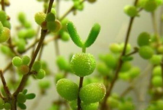 碧光环种植方法,择健康种子、保水保肥土壤/浅盆为主