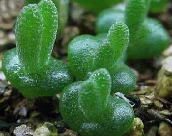 碧光环种植方法,择健康种子、保水保肥土壤/浅盆为主