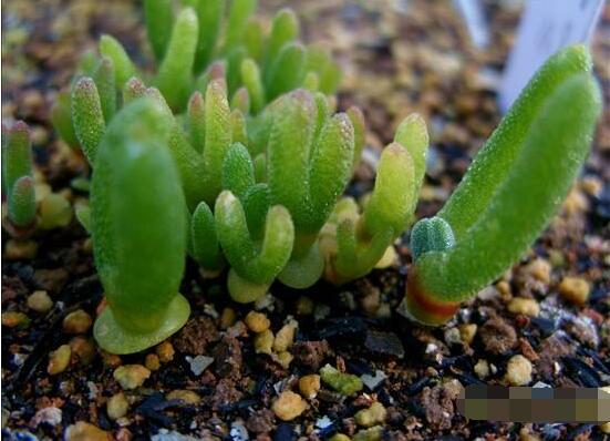 碧光环种植方法,择健康种子、保水保肥土壤/浅盆为主