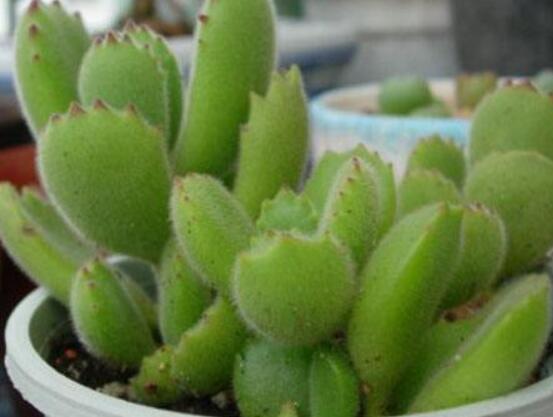 碧光环种植方法,择健康种子、保水保肥土壤/浅盆为主