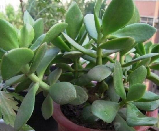盆栽燕子掌的养殖方法，教你八大基本方法可生长的青翠碧绿