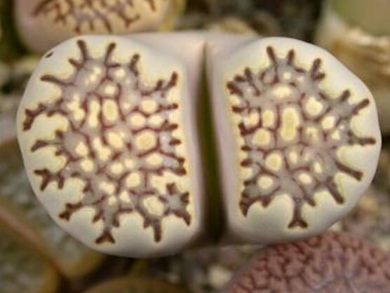 生石花有多少品种，欣赏最好看的六大品种