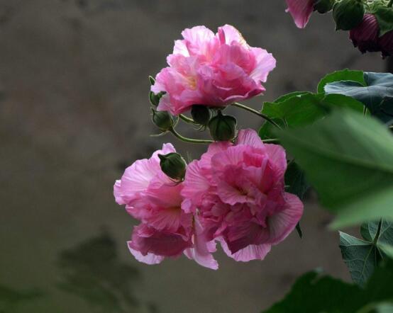 木芙蓉花怎么修剪,在每年萌芽和花谢后修剪最佳