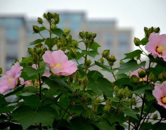 木芙蓉花怎么修剪,在每年萌芽和花谢后修剪最佳