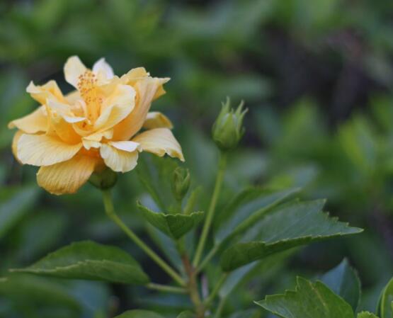 木芙蓉花怎么修剪,在每年萌芽和花谢后修剪最佳