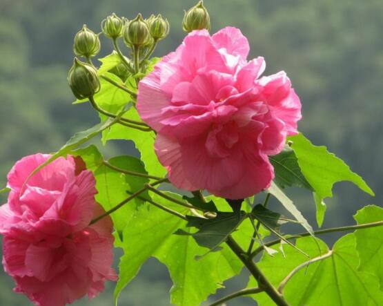 木芙蓉花怎么修剪,在每年萌芽和花谢后修剪最佳