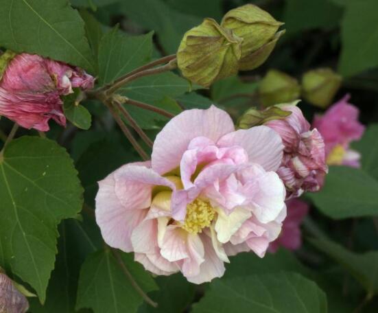 木芙蓉花怎么修剪,在每年萌芽和花谢后修剪最佳