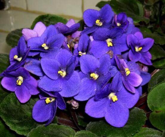 欣赏好看的紫罗兰品种及照片，淡淡的紫、幽幽的香