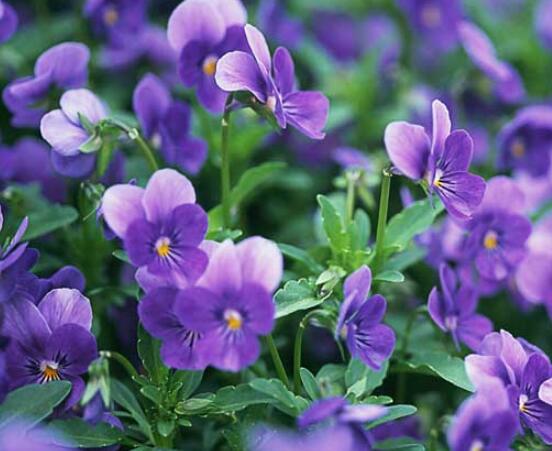 欣赏好看的紫罗兰品种及照片，淡淡的紫、幽幽的香