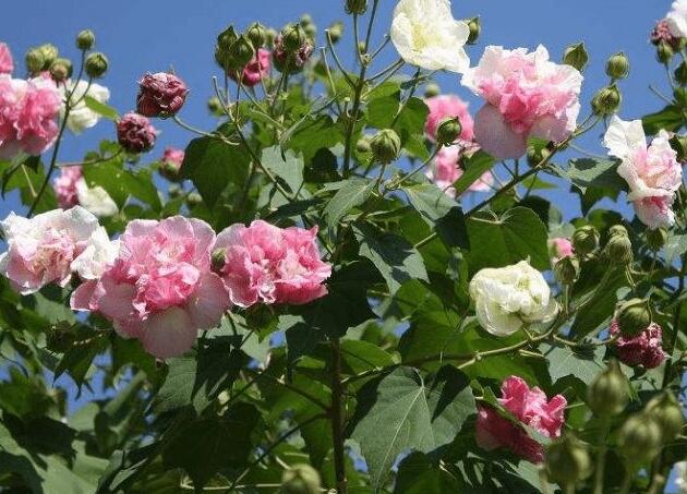 木芙蓉花的病虫害防治，对症下药很重要