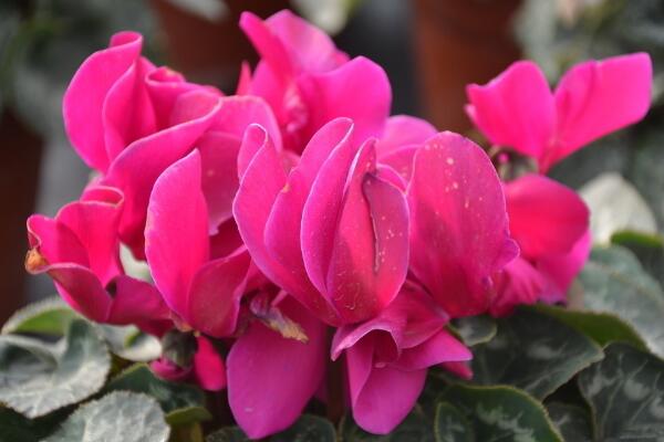 仙客来开花后怎么处理,仙客来花后养护方法