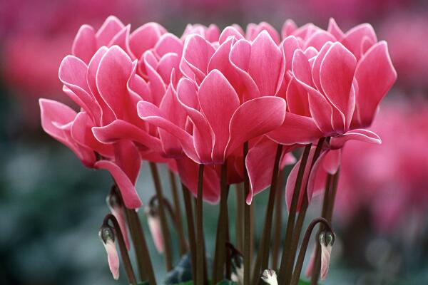 仙客来开花后怎么处理,仙客来花后养护方法