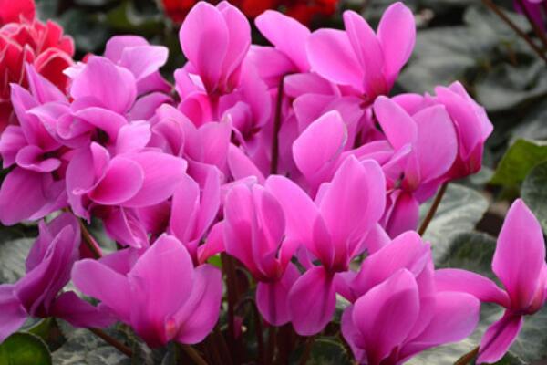 仙客来开花后怎么处理,仙客来花后养护方法