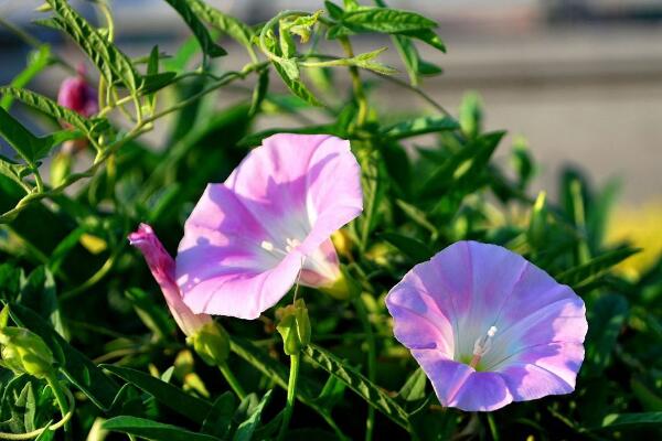 关于牵牛花的介绍,牵牛花简介