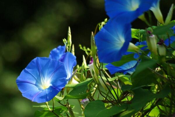 关于牵牛花的介绍,牵牛花简介