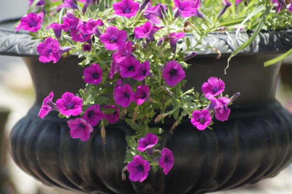 关于牵牛花的介绍,牵牛花简介