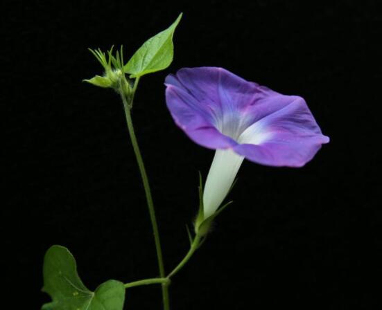 牵牛花的精神是什么,顽强不屈,努力拼搏,积极向上