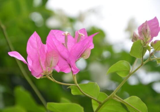 三角梅不开花,教你三种原因以及解决办法
