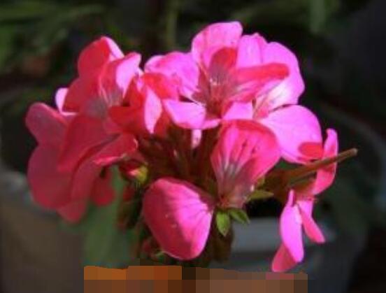 臭海棠花的养殖方法,老农总结简单实用七个养殖技巧