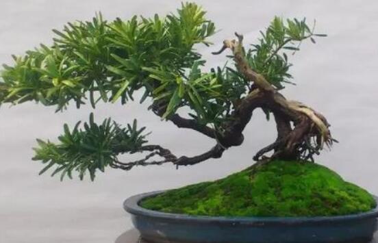 罗汉松盆景怎么摘心,修剪顶部的生长点(树梢枝为10厘米最佳)