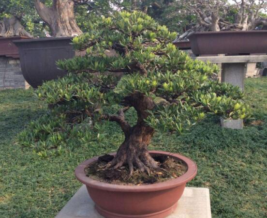 罗汉松盆景怎么摘心,修剪顶部的生长点(树梢枝为10厘米最佳)