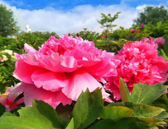 牡丹花语寓意，富贵吉祥、繁荣昌盛/吉祥幸福、美好憧憬