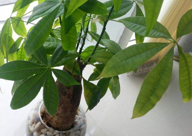 发财树多粗才砍头,长到15cm宽度的时候就要进行