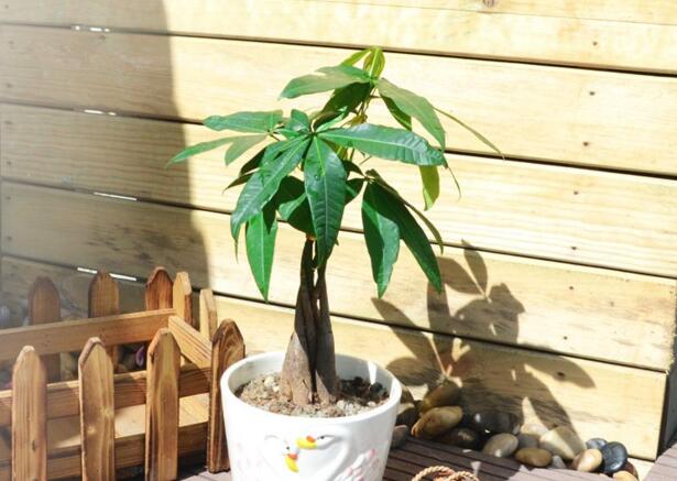 发财树多粗才砍头,长到15cm宽度的时候就要进行
