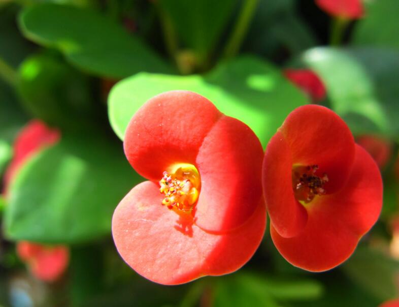 虎刺梅花期，养的好一年四季都可以开花