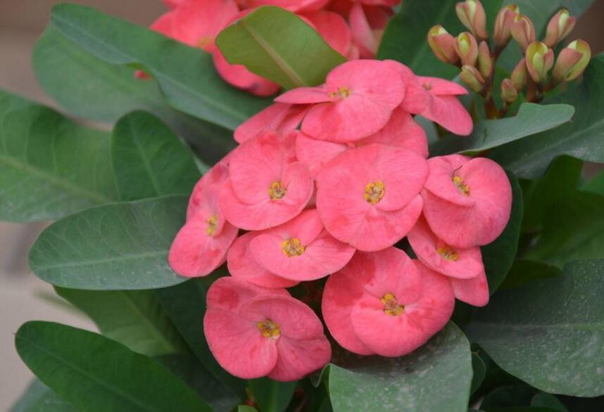 虎刺梅花期,养的好一年四季都可以开花