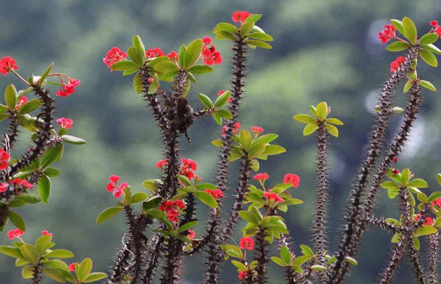 虎刺梅花期,养的好一年四季都可以开花