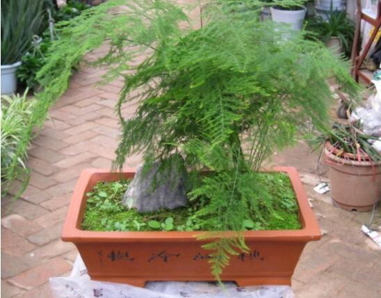 文竹适合什么样的花盆,陶盆、泥瓦盆适中/紫砂盆最为合适