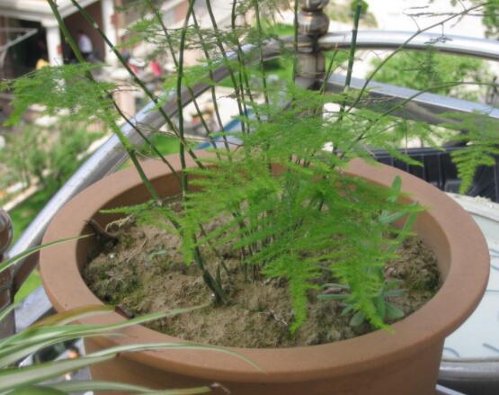 文竹适合什么样的花盆,陶盆、泥瓦盆适中/紫砂盆最为合适