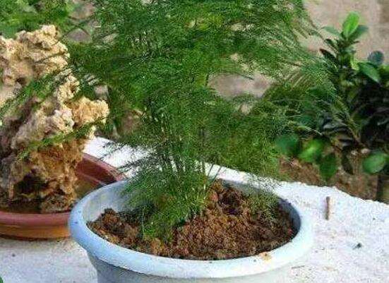 文竹适合什么样的花盆,陶盆、泥瓦盆适中/紫砂盆最为合适