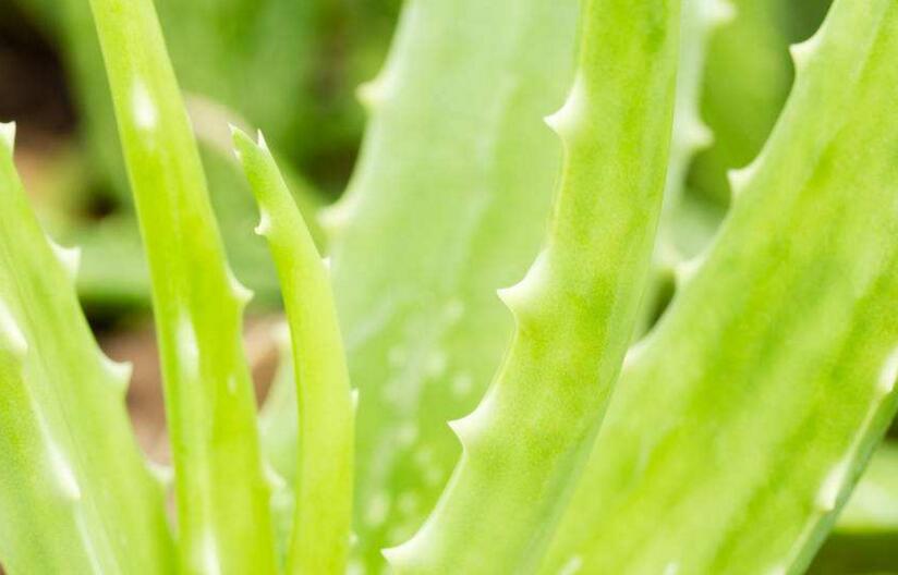 芦荟一片叶子能栽活吗,可以/但是要遵循科学的杵插方法