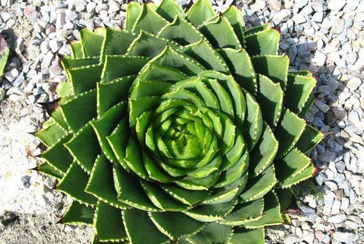 芦荟一片叶子能栽活吗,可以/但是要遵循科学的杵插方法