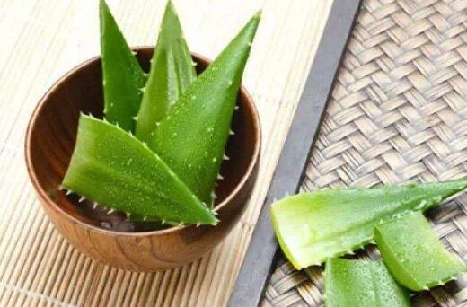 芦荟一片叶子能栽活吗,可以/但是要遵循科学的杵插方法