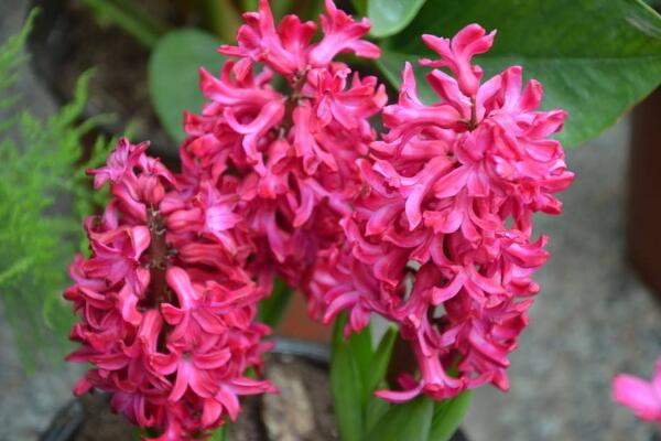 风信子花谢了怎么处理,花谢了不要丢、保留种球来年还可以开花