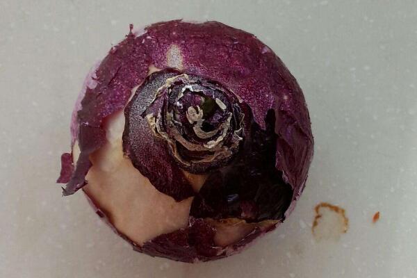 风信子花谢了怎么处理,花谢了不要丢、保留种球来年还可以开花