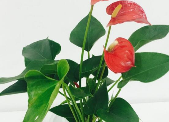 红掌怎么修剪,教你五个简单易学步骤(花开爆盆)