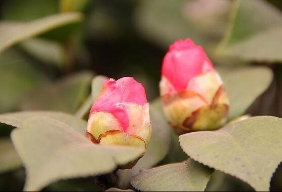 茶花有蕾不开花怎么办，三种原因以及解决方法