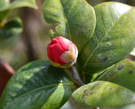 茶花有蕾不开花怎么办,三种原因以及解决方法