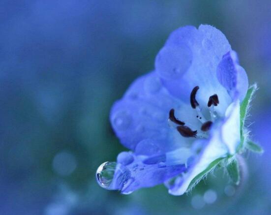 蝴蝶兰开花养护要点,教你做好五个必要的养护条件(缺一不可)