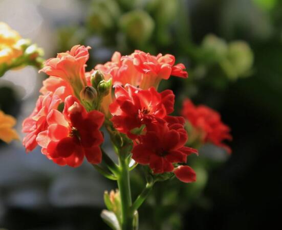 长寿花有虫怎么办,老农总结最常见五种虫害防治方法